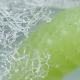 unbestimmte Raupe